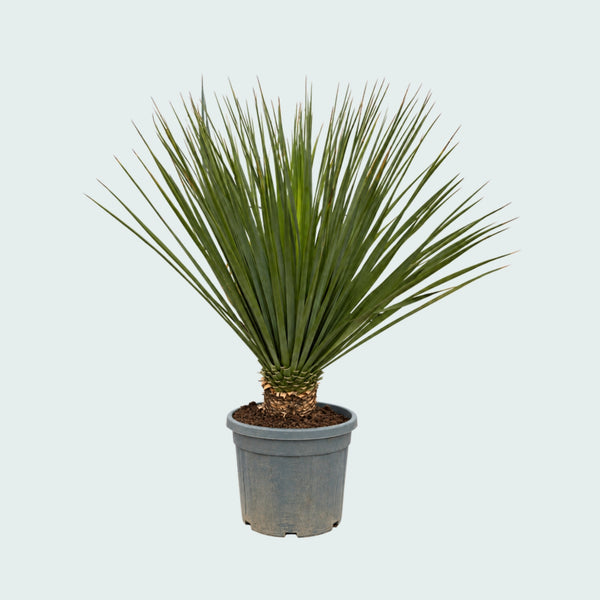 Nolina Hibernica Gartenpflanze - 160 cm