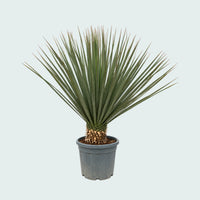 Nolina Hibernica - 180 cm