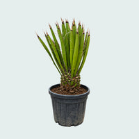 Yucca Filifera Australis - 120 cm