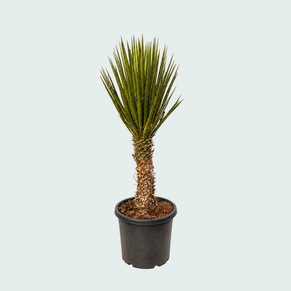 Yucca Filifera Australis Gartenpflanze - 170 cm