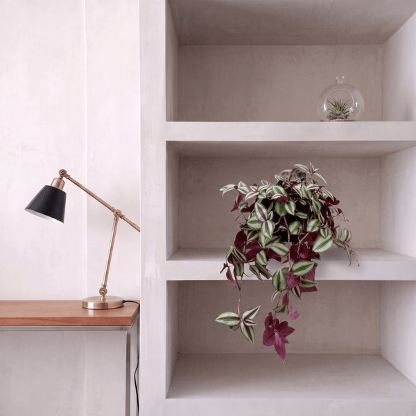 Tradescantia Zebrina Violet hangplant - 25 cm kopen bij Green Bubble