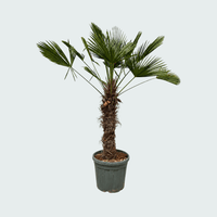 Trachycarpus Wagnerianus - 200cm