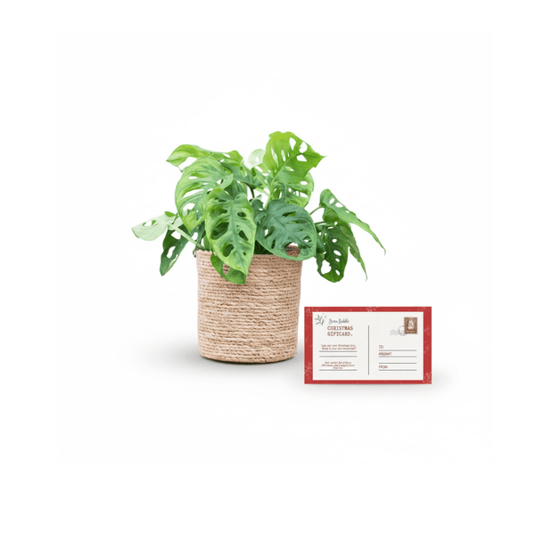 Monstera Monkey leaf inclusief mand Scott + kerst cadeaubon 100 euro kopen bij Green Bubble
