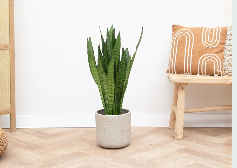 Cuidados de la Sansevieria verzorging - Green Bubble