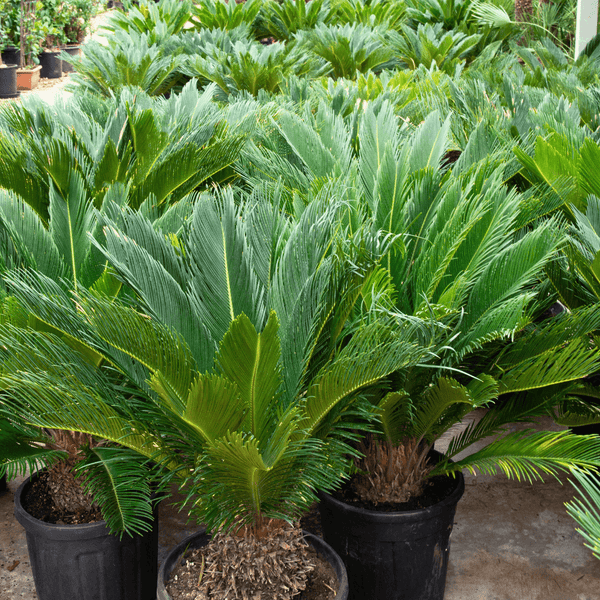 Cycas Revoluta - 70 cm kopen bij Green Bubble