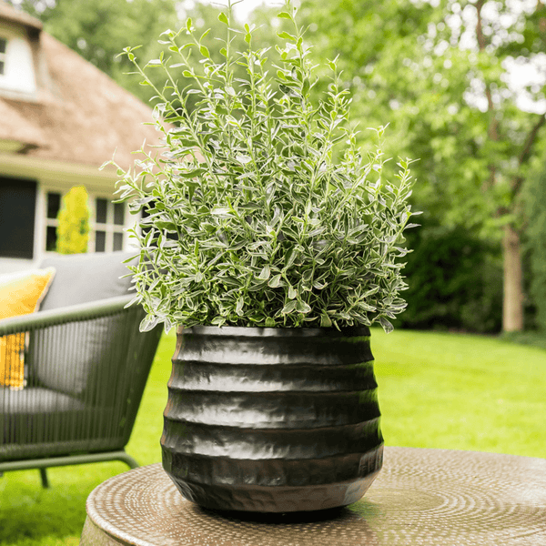 Pot Petra zwart kopen bij Green Bubble