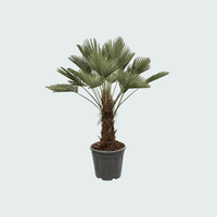 Trachycarpus Wagnerianus - 130cm