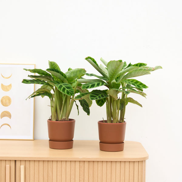 2 x Calathea Zebrina - 35 cm kopen bij Green Bubble
