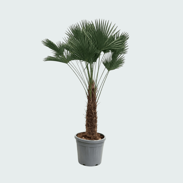 Trachycarpus Wagnerianus - 180cm