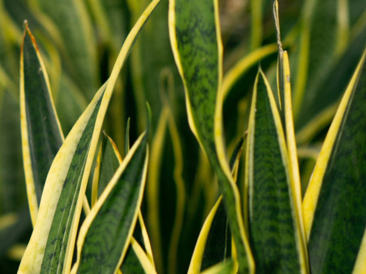 Cuidados de la Sansevieria verzorging - Green Bubble