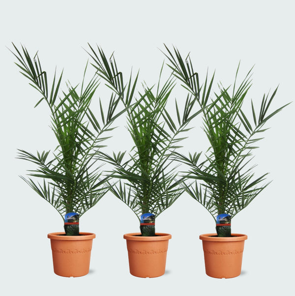 Combideal - 3x Phoenix Canariensis - 80cm kopen bij Green Bubble