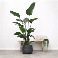 Strelitzia Nicolai - 170cm