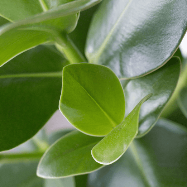 Ogreen - Champ inclusief pot Glacier kopen bij Green Bubble