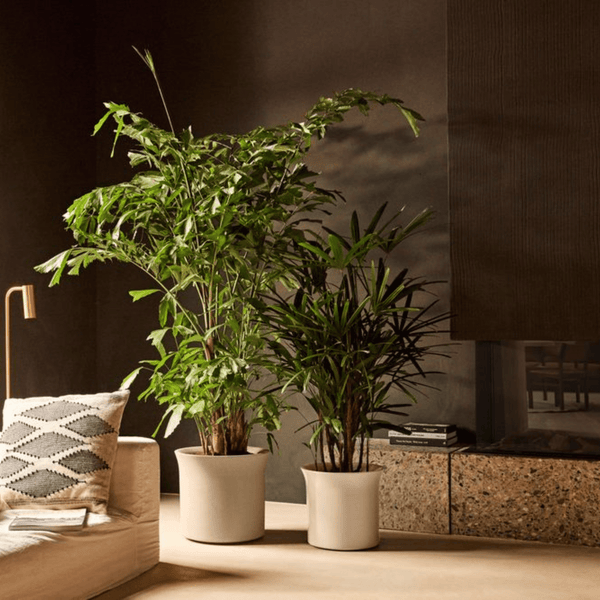 Pot Elho June Tulip Beige kopen bij Green Bubble