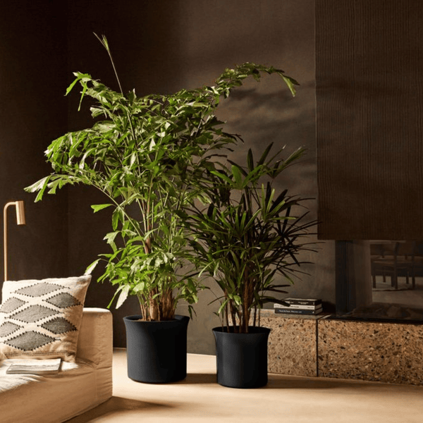 Pot Elho June Tulip Zwart kopen bij Green Bubble