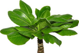Product afbeelding 3