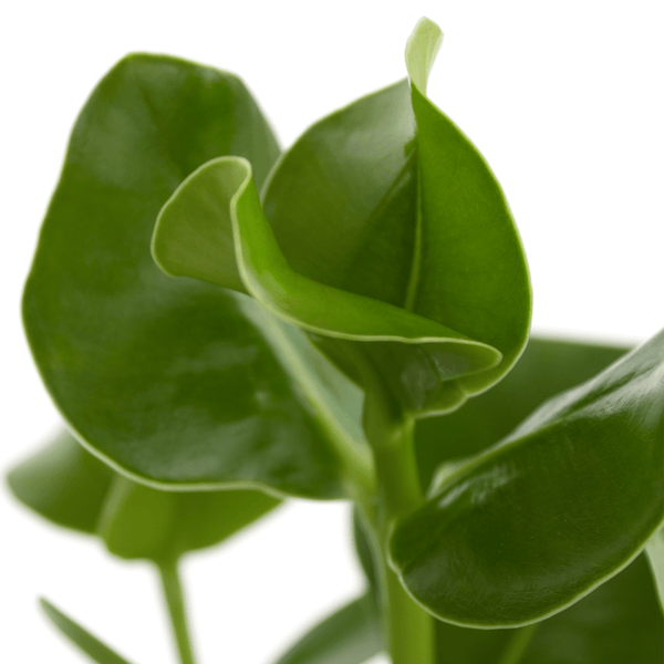 Ogreen - Champ inclusief pot Forest kopen bij Green Bubble