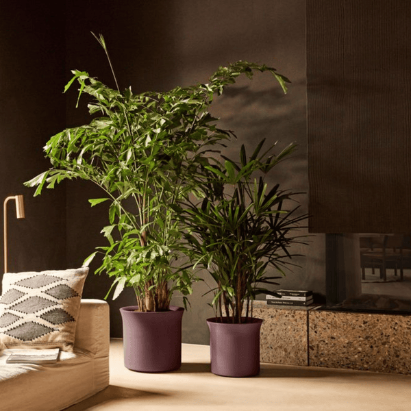 Pot Elho June Tulip Paars kopen bij Green Bubble