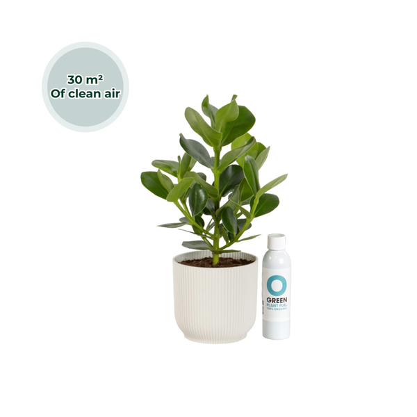 Ogreen Champ inclusief pot Glacier kopen bij Green Bubble
