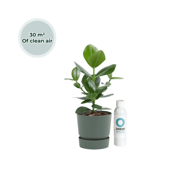 Ogreen - Champ inclusief pot Forest kopen bij Green Bubble