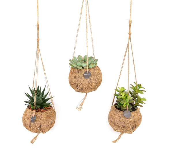 Mix Kokodama Succulent - 15cm kopen bij Green Bubble