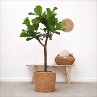 Ficus Lyrata boom XL - 180cm