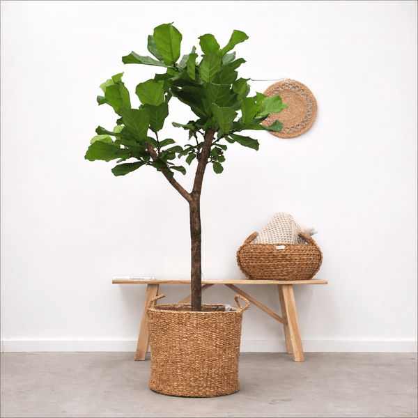 Ficus Lyrata boom XL - 180cm kopen bij Green Bubble