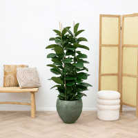 Ficus Elastica Robusta struik - 140cm