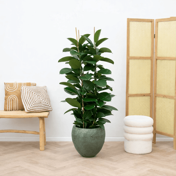 Ficus Elastica Robusta struik - 140cm kopen bij Green Bubble
