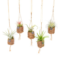Mix Kokodama Tillandsia - 5 cm