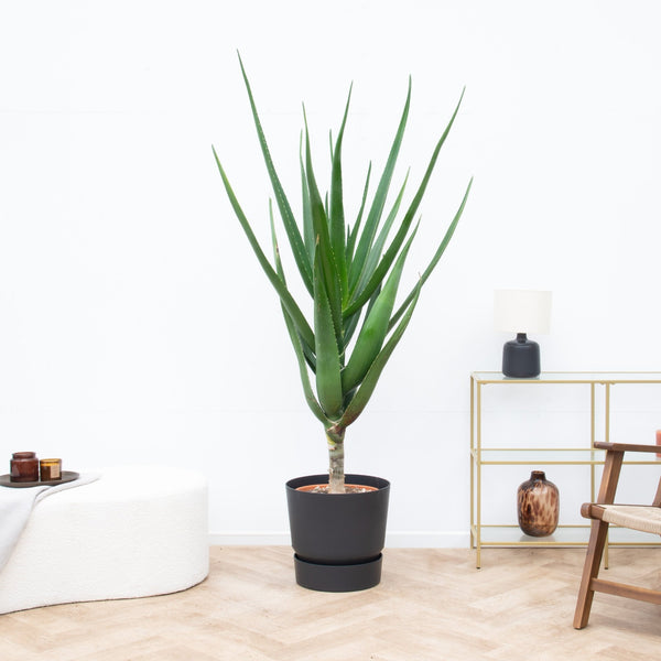 Aloë Alborescens stam - 170 cm kopen bij Green Bubble