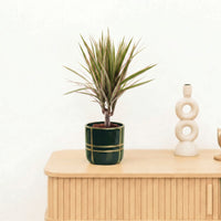 Bambino Dracaena Biocolor stam - 30 cm