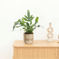 Bambino Phlebodium Blue Star - 20 cm