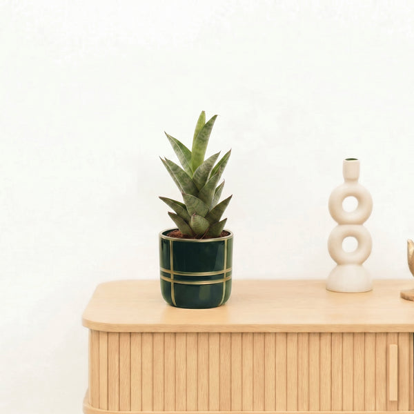 Bambino Sansevieria Starshooter - 15 cm kopen bij Green Bubble