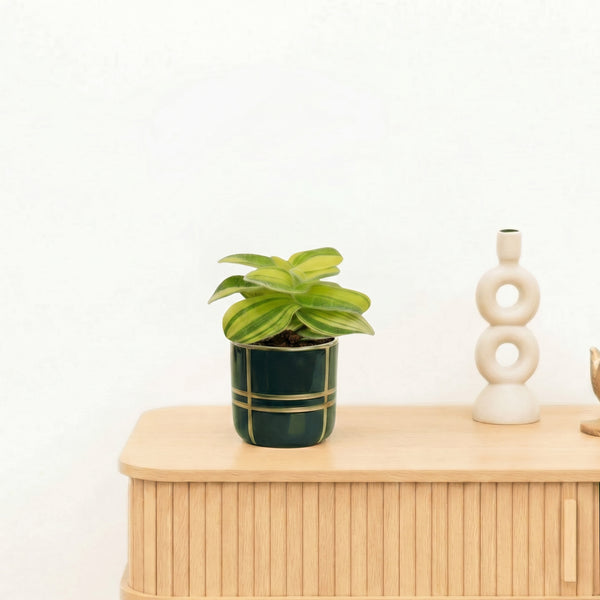 Bambino Tradescantia Sillamontana - 10cm kopen bij Green Bubble