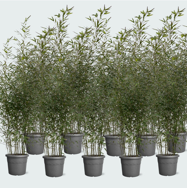 10x Fragesia bamboe - 220cm kopen bij Green Bubble