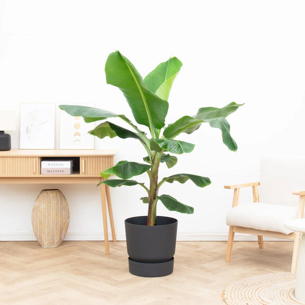 Bananenplant (Musa) - 160cm kopen bij Green Bubble