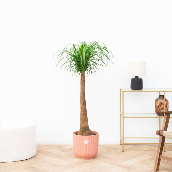 Beaucarnea - 130cm kopen bij Green Bubble