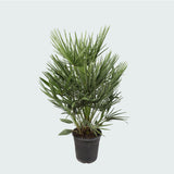 Product afbeelding 6