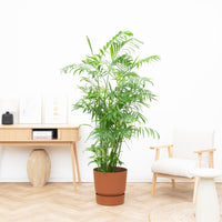Chamaedorea Seifrizii - 180cm