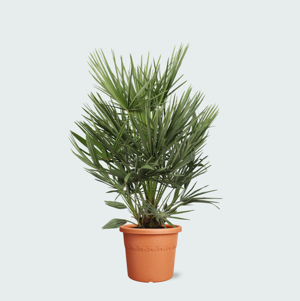 Chamaerops Humilis - 100cm kopen bij Green Bubble
