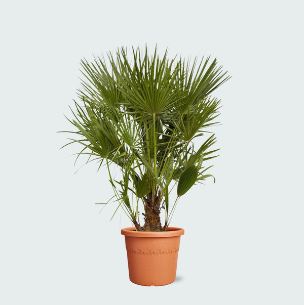 Chamaerops Humilis - 130cm kopen bij Green Bubble