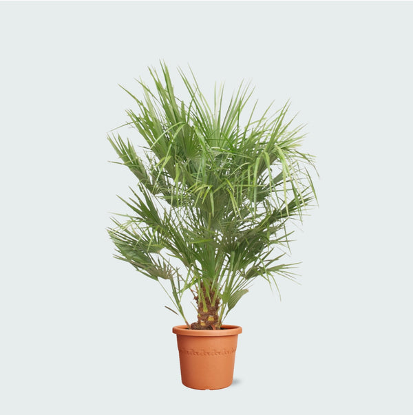 Chamaerops Humilis - 150 cm kopen bij Green Bubble