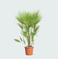 Chamaerops humilis - 170cm