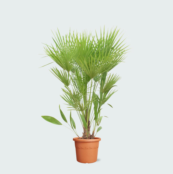 Chamaerops humilis - 170cm kopen bij Green Bubble
