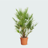Chamaerops Humilis - 190 cm