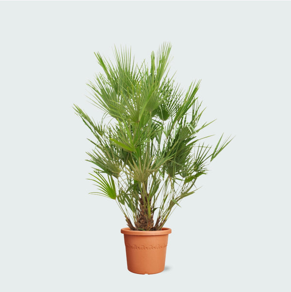 Chamaerops Humilis - 190 cm kopen bij Green Bubble