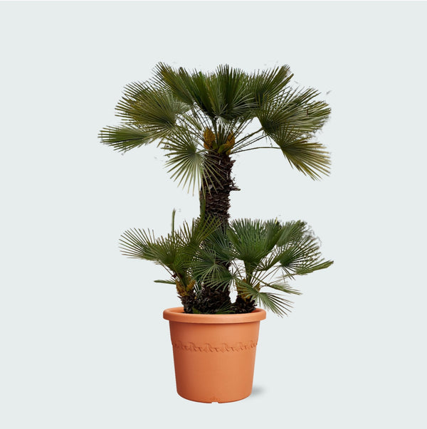 Chamaerops Humilis - 250cm kopen bij Green Bubble