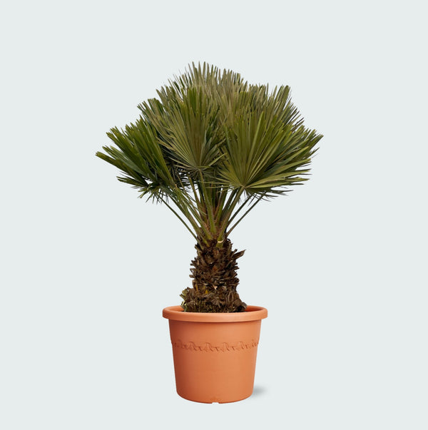 Chamaerops Humilis Vulcano compact - 120cm kopen bij Green Bubble