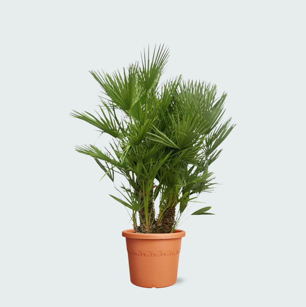 Chamaerops Humilis multistam - 180cm kopen bij Green Bubble